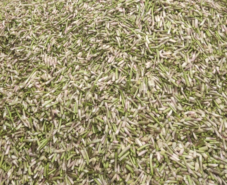 Descarte de espárrago